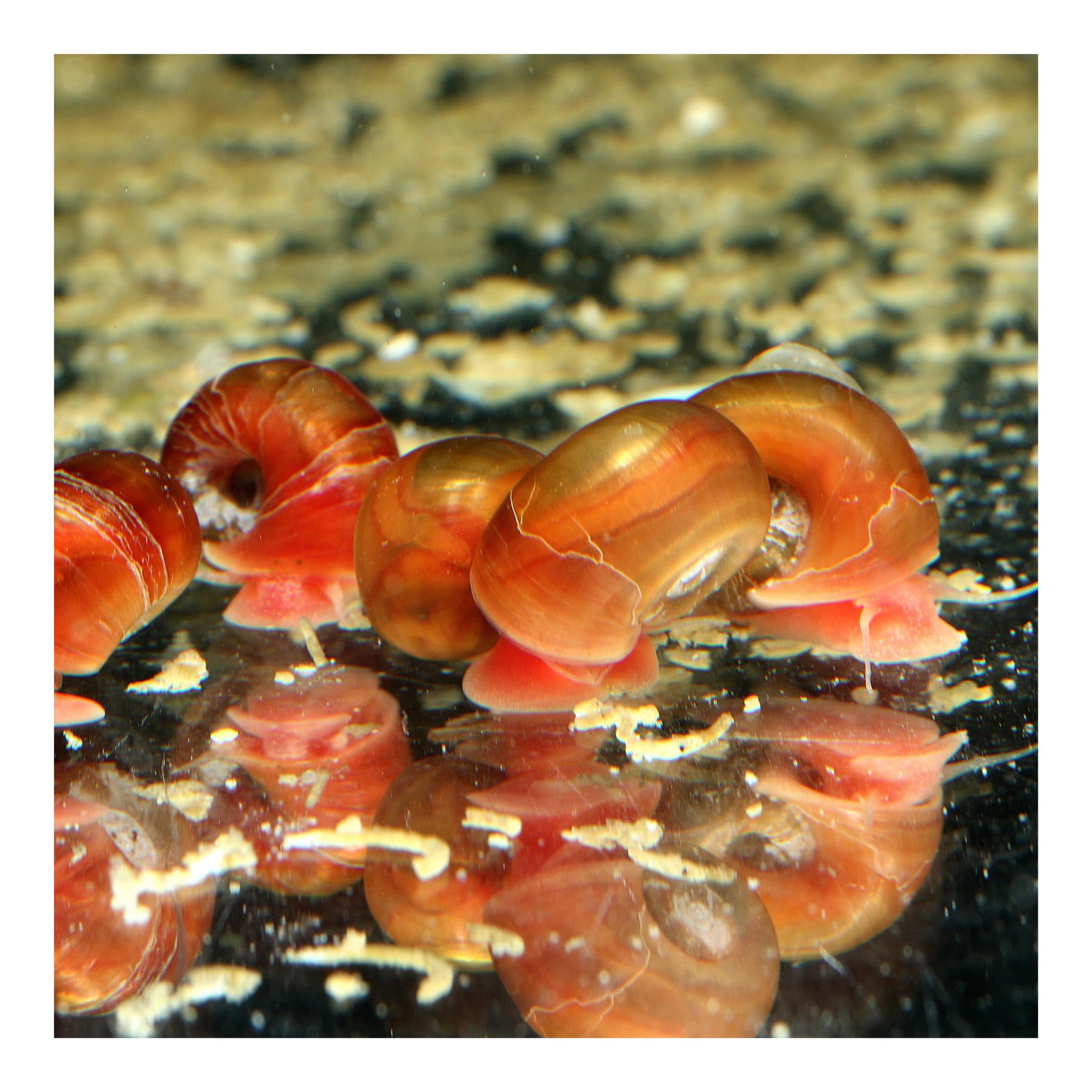 8 x Posthornschnecke, Bunter Mix, je 2X blau, rosa, braun und rot, Planorbella duryi, Reinigungscrew, Algenfresser