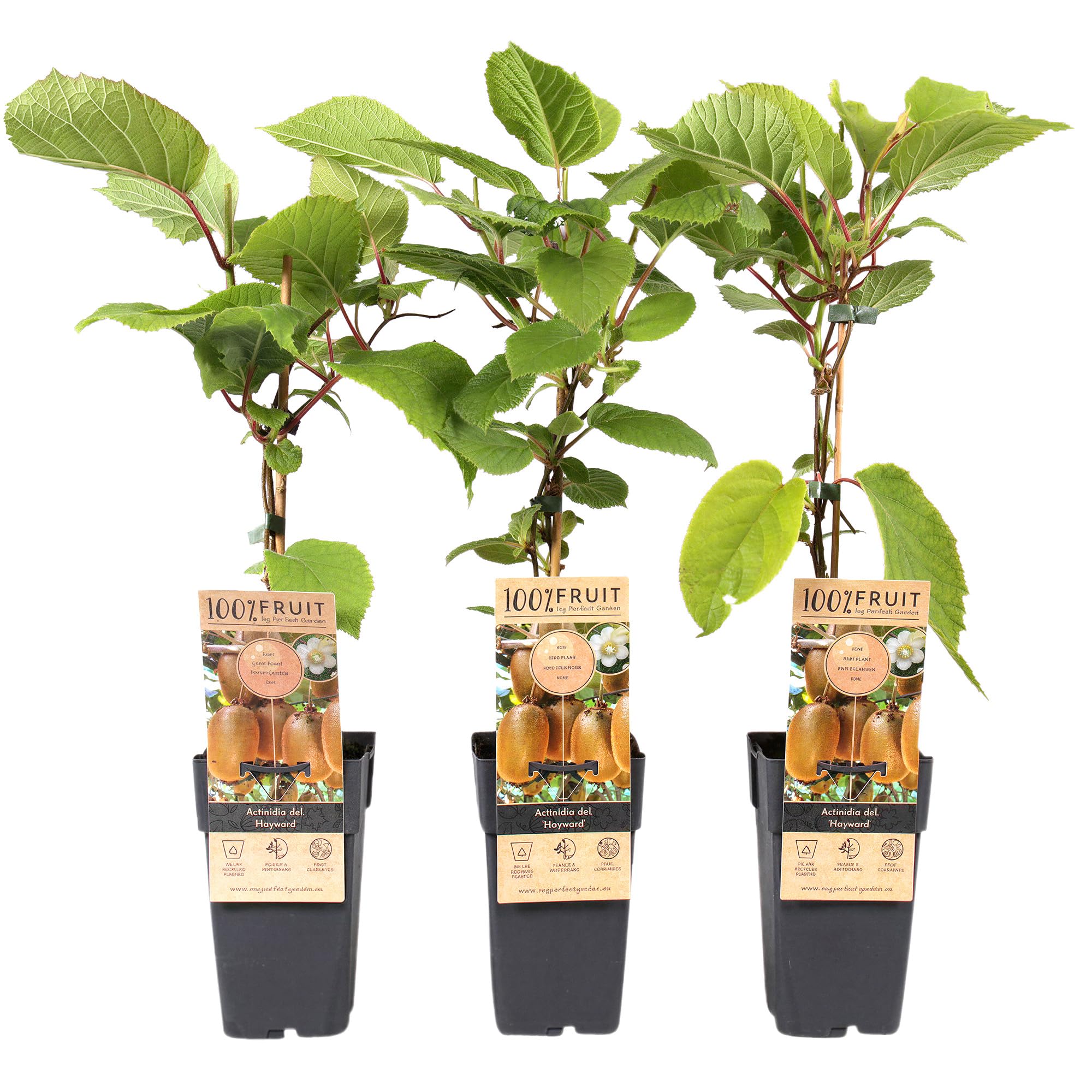 Plant de Kiwi Actinidia Hayward – Plante Fruitière Vigoureuse en Pot, Prête à Planter au Jardin