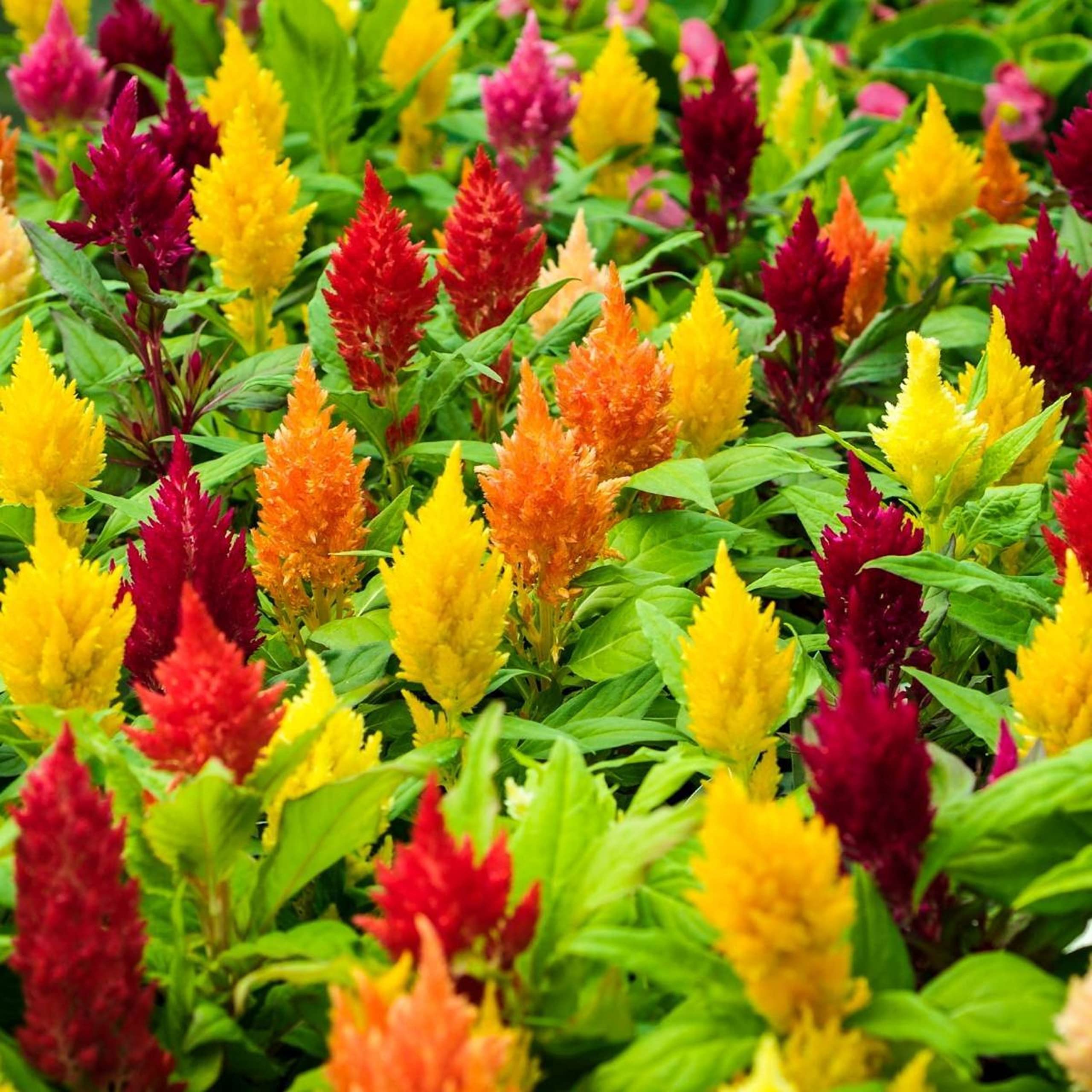 Live Green Celosia Plumosa Mix Flower Imported Seeds for Home Garden - Pack of 30 Seeds