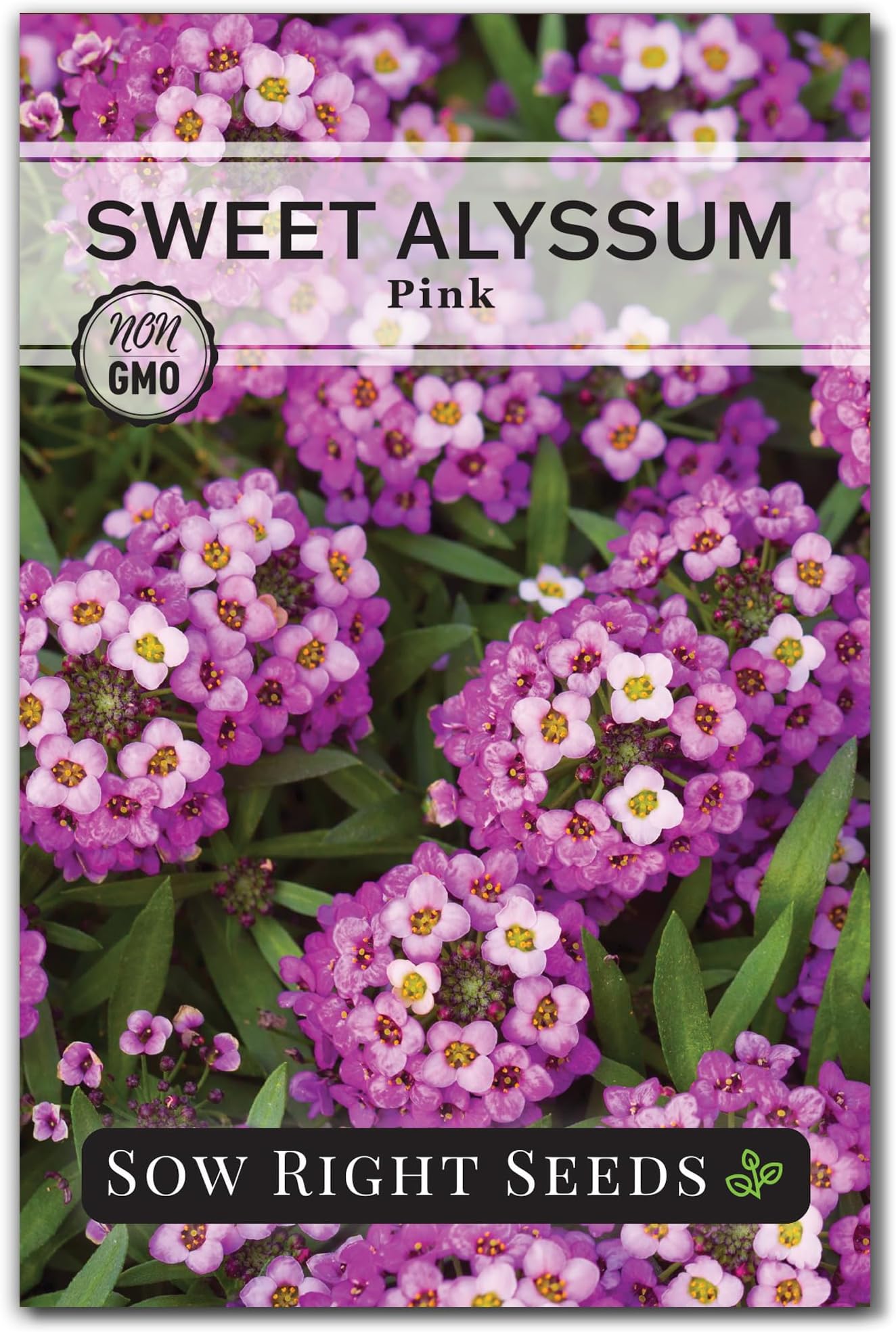 Sow Right Seeds - Pink Sweet Alyssum Seeds for Planting a Flower Garden | Plant non-GMO heirloom annual or short-lived perennial variety for outdoor gardening. Grow partial shade spring ground cover.