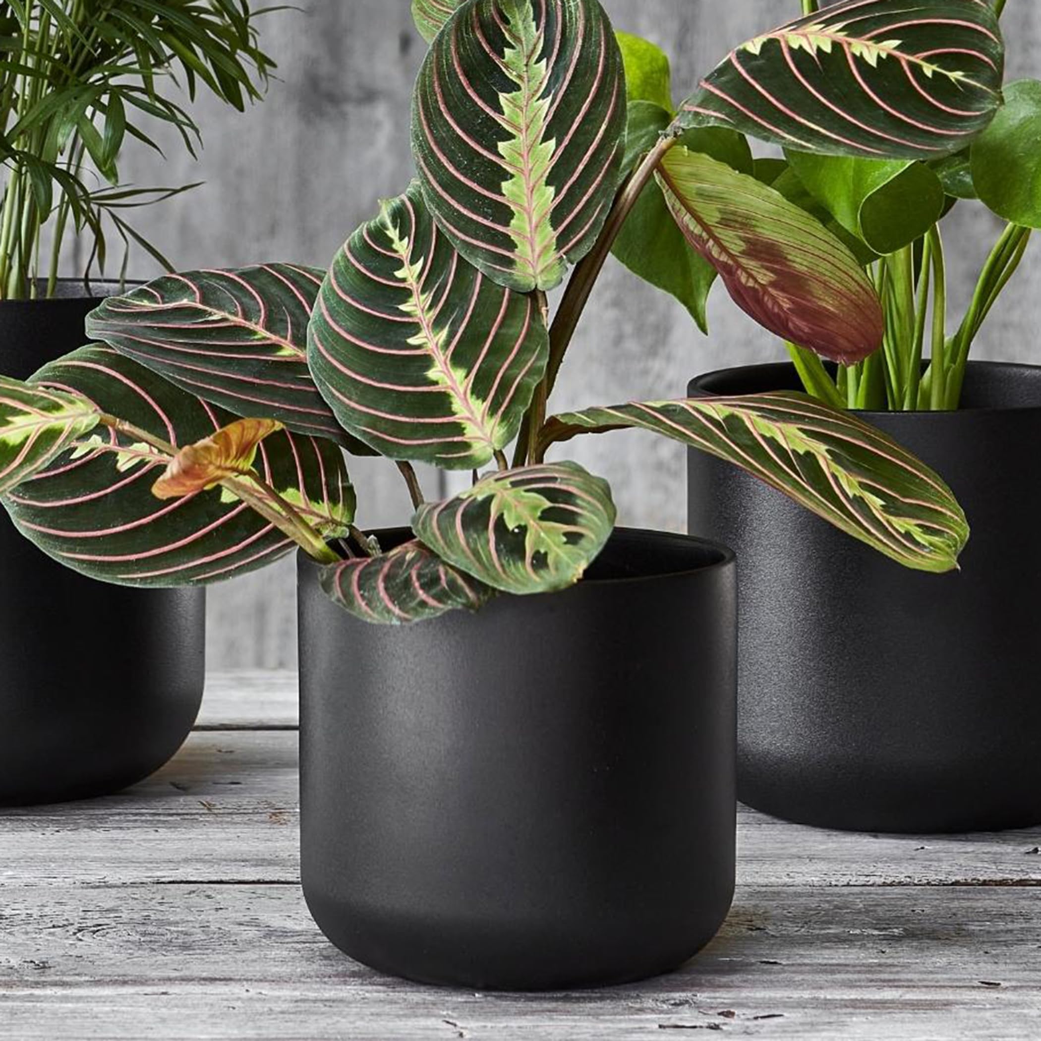 Rackhams Black Lisbon Planter - Carbon