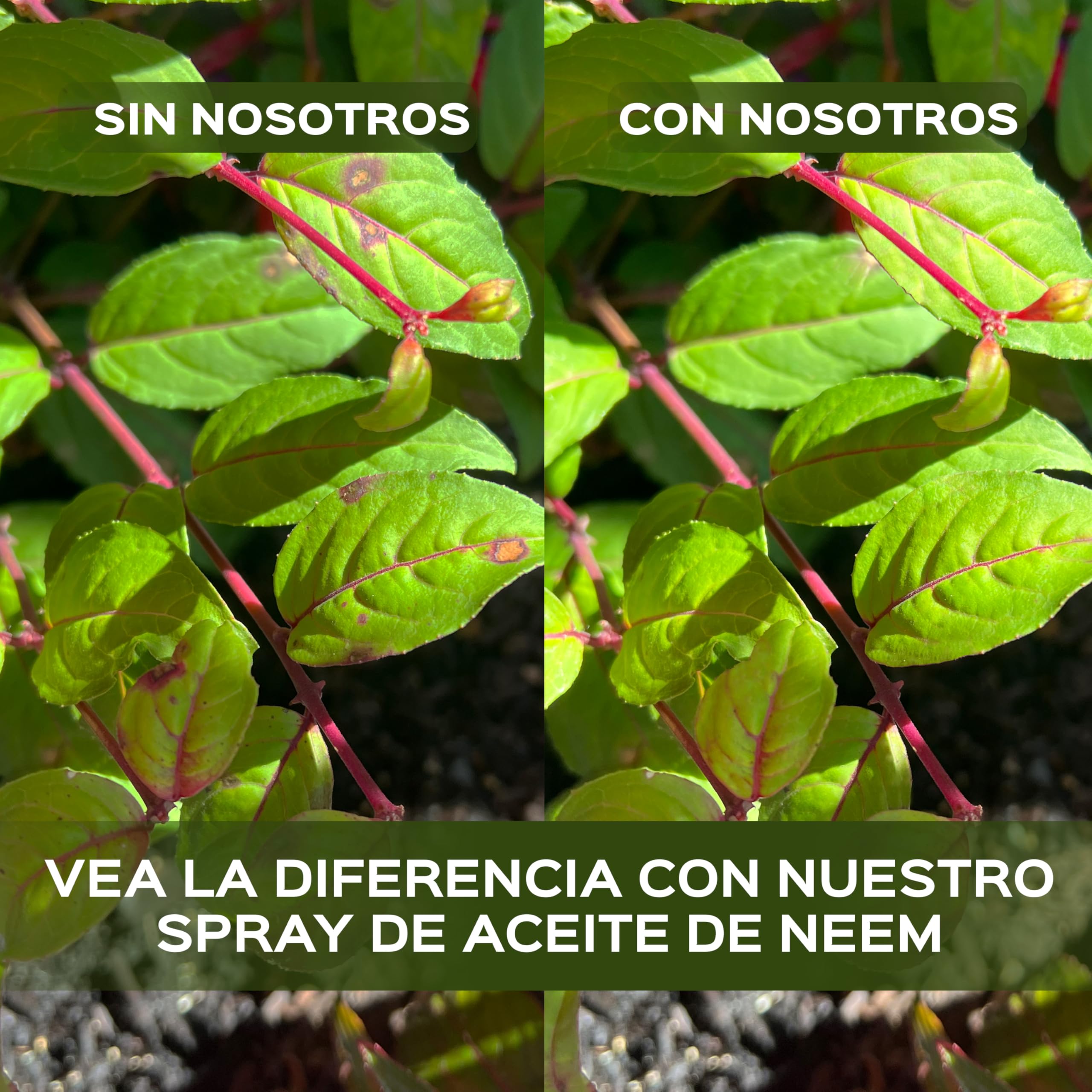 LERAVA Aceite de Neem (700 ml) - Repelente natural para plantas - Emulsionable en agua para hojas y suelo - Protección eficaz contra plagas y mejora del crecimiento saludable