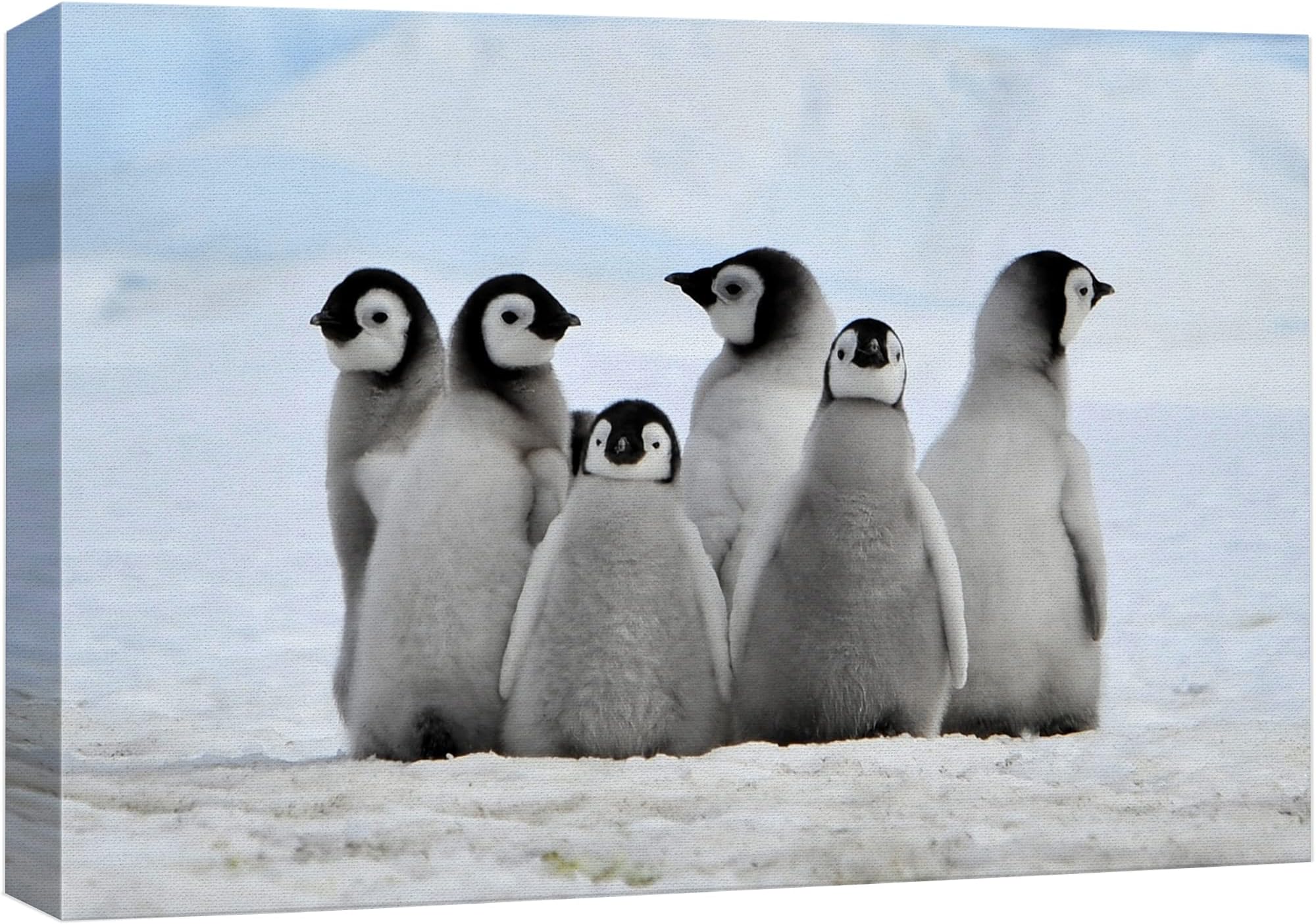Canvas Wall Art - Giclee Print Animals Home Decoration 16" x 24" CVS-LISA-ANML-011-16x24x1.50