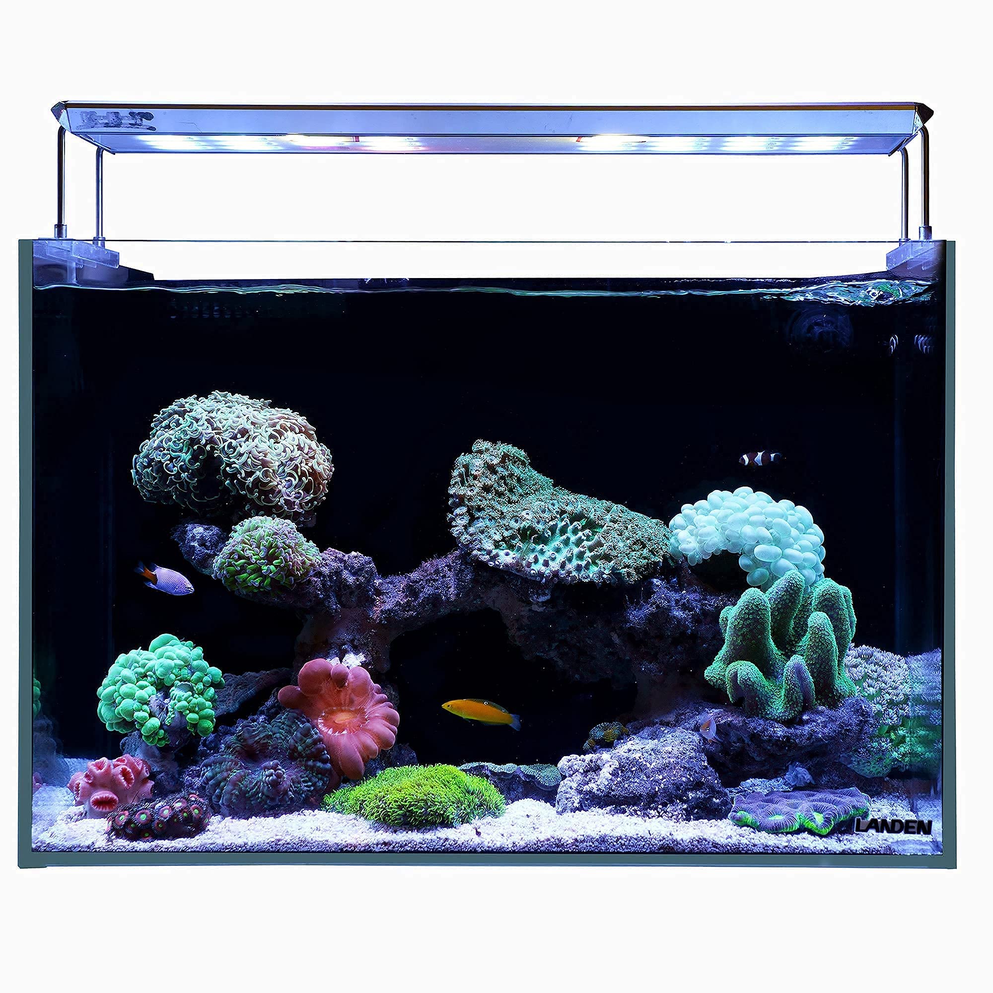 Buy LANDEN Ultra Clear Glass Rimless Low Iron Aquarium Tank with Rear