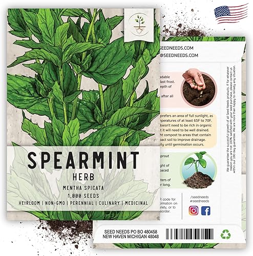 Miniatura 6 de Seed Needs Hierba de menta verde Mentha spicata Twin Pack de 1000 semillas cada una sin OGM