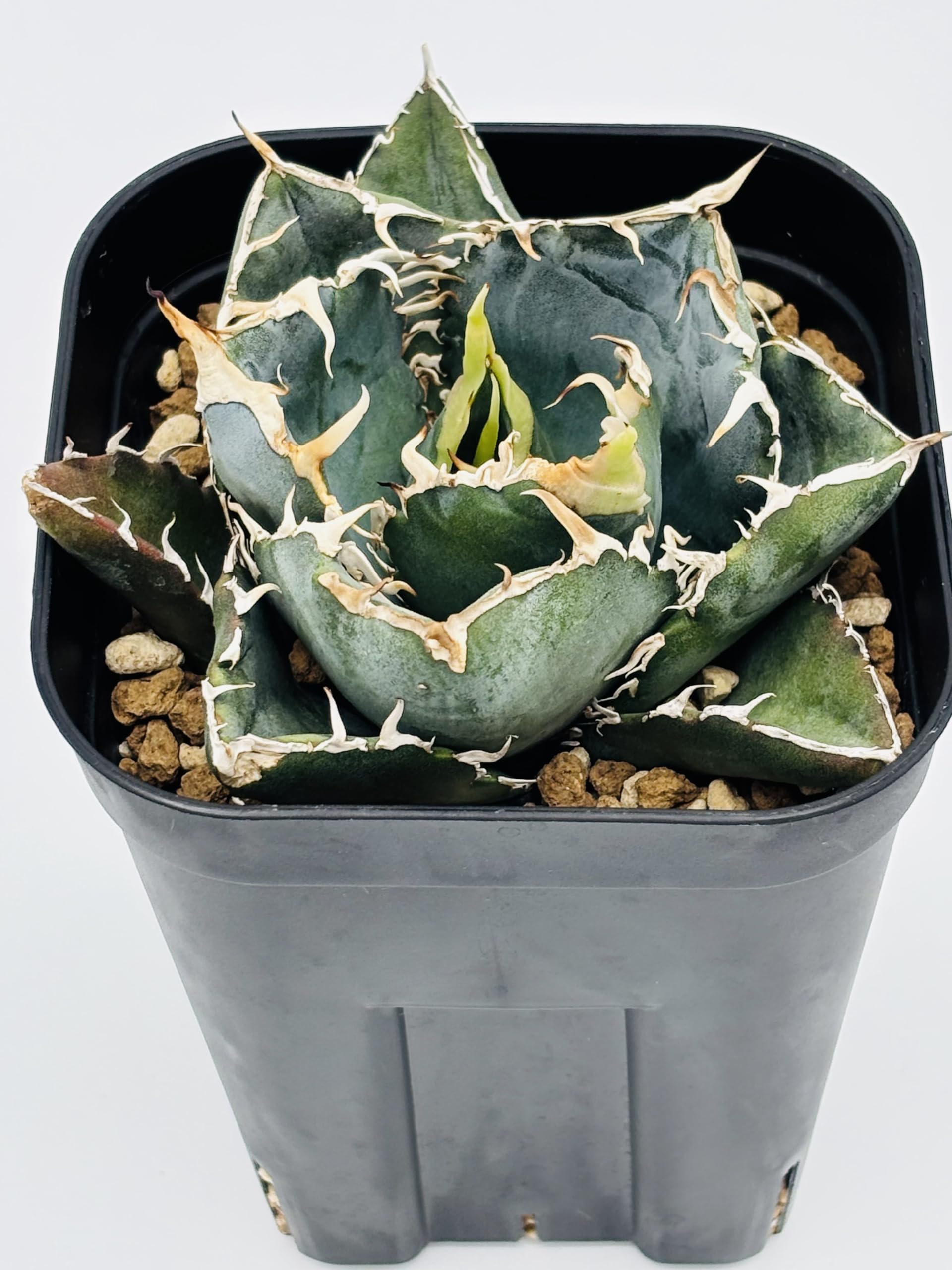 【cocoページ】アガベ　チタノタ　白鯨 cocoページ】アガベ チタノタ 白鯨 アガベ・チタノタ白鯨（縞斑）中