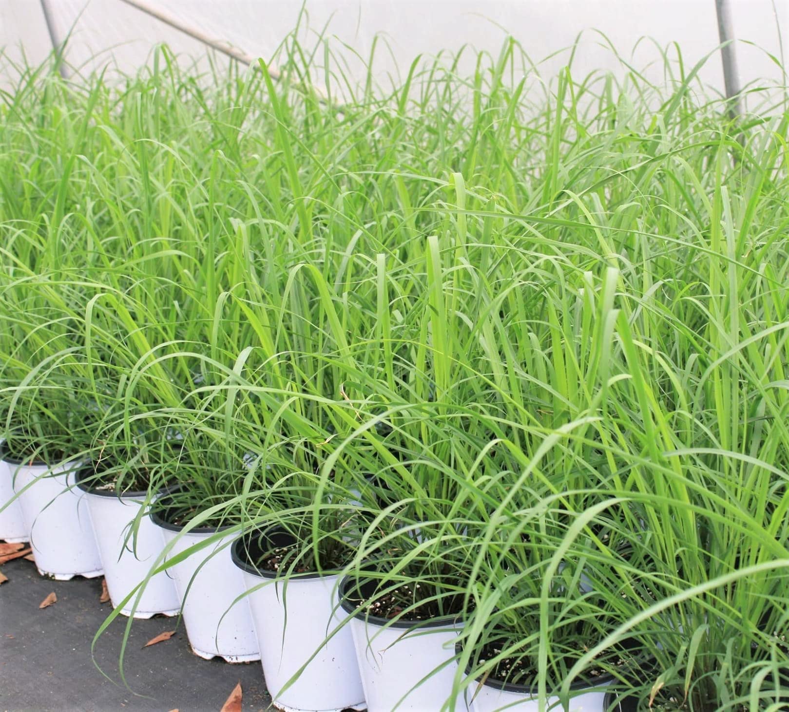 Gromax India Fresh Lemon Grass Herb plant Seeds (Hybrid) Organic Seeds "Easy to Grow" Best For Your Home Gardening & Planting (B0D7ZT35M9) Amazon Price History, Amazon Price Tracker