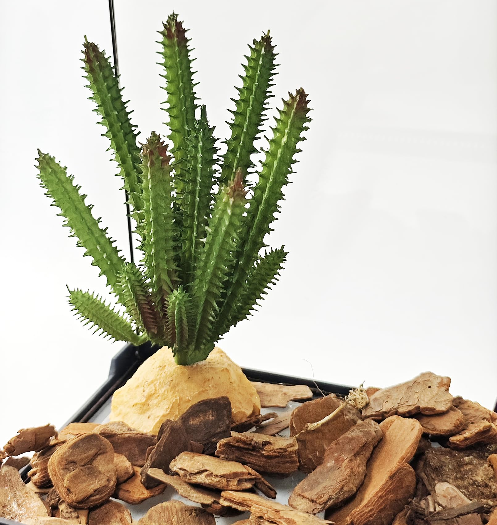 Brazil Travel Inspiration - Wild Eye, image size:1610x1700