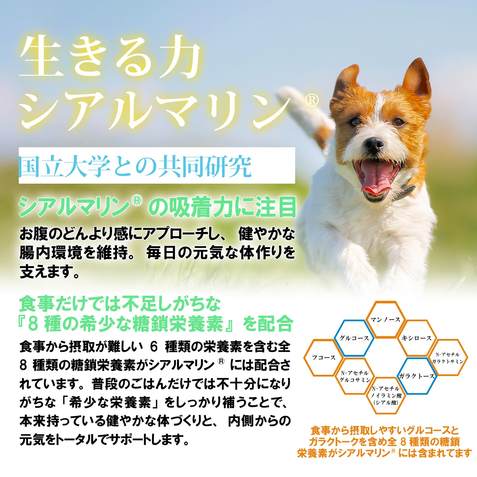 Amazon.co.jp: 犬用【関節 冬虫夏草 腸内環境】獣医師推奨メディカル