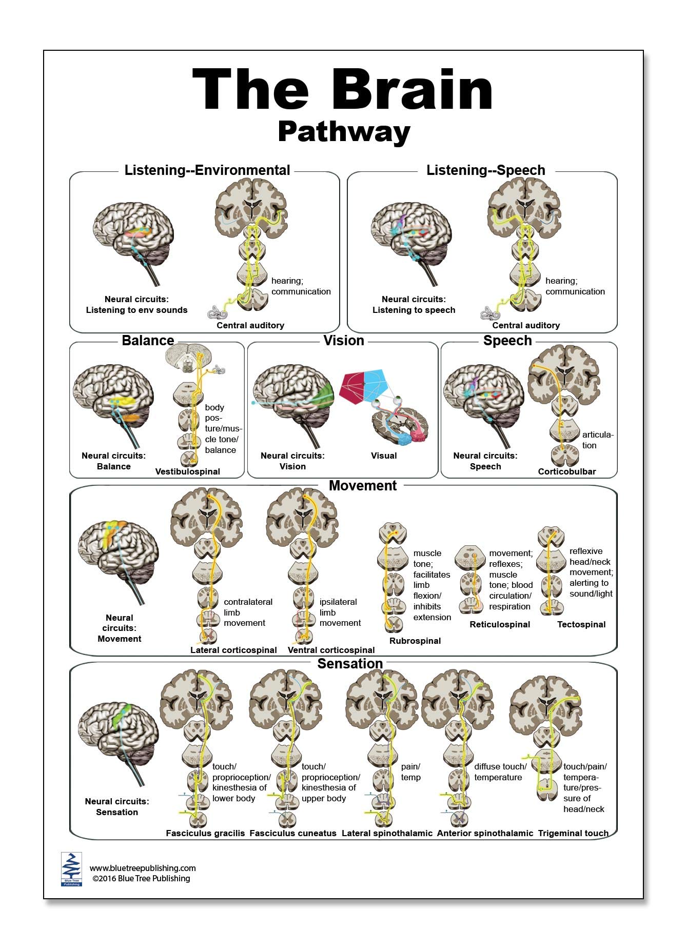 The Brain Pathways Poster 12x17inch, Waterproof