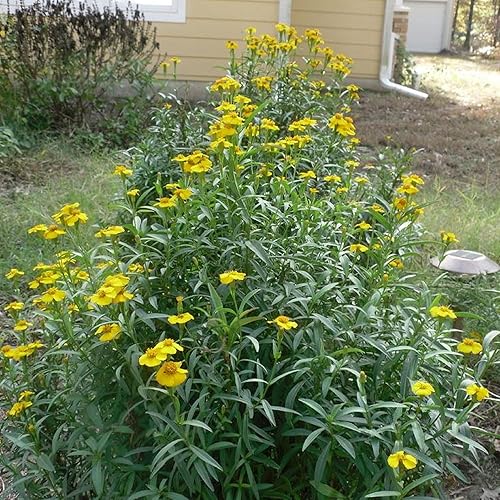 Miniatura 6 de CHUXAY GARDEN Semillas de caléndula de menta mexicana 30 semillas encantadoras flores amarillas estragón mexicano condimento comestible plantas