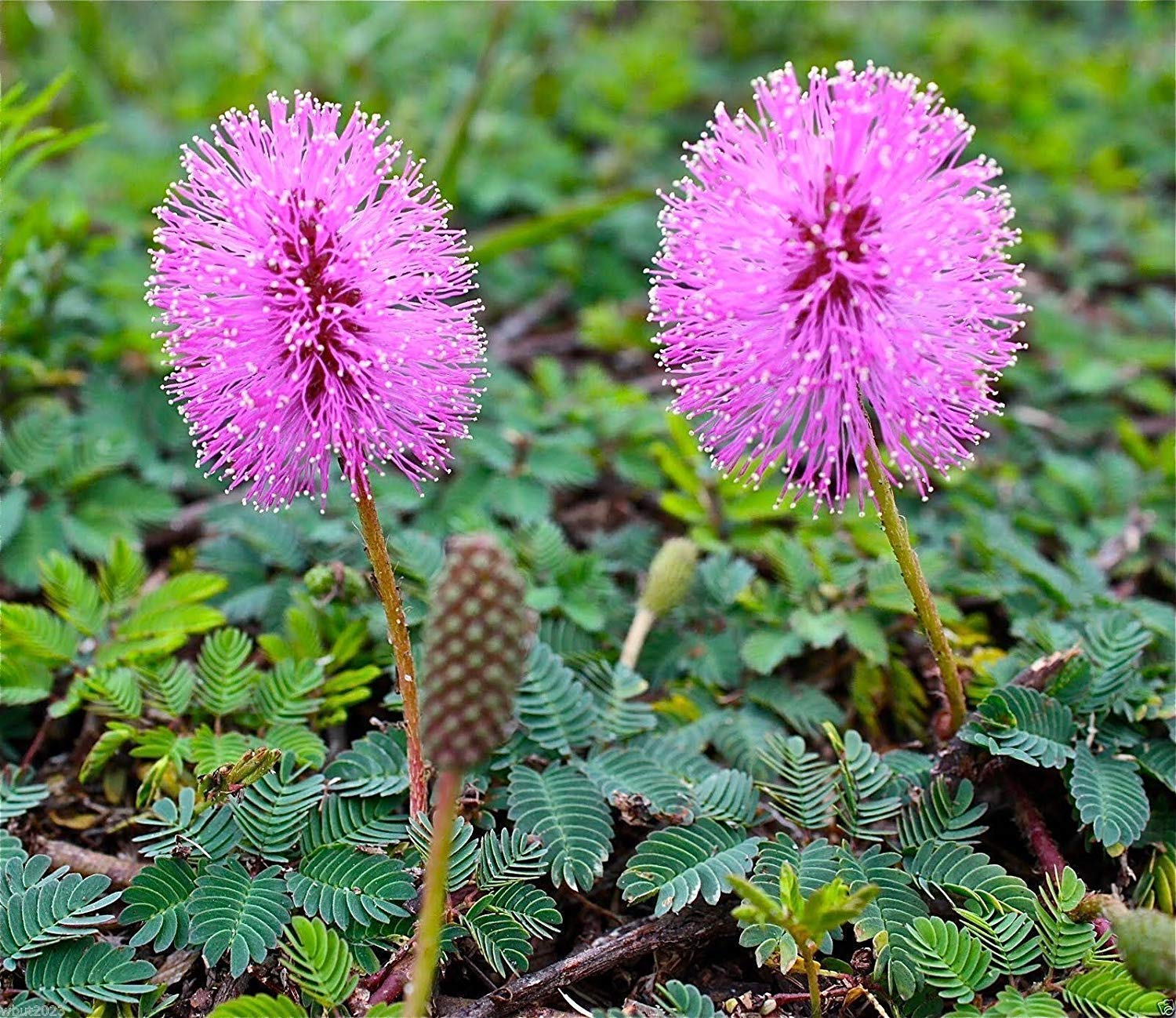 Amazon.com : Sensitive Plant Seeds (Mimosa Pudica) Touch-Me-Not,Makes a  nice house plant !(2000 Seeds) : Patio, Lawn & Garden