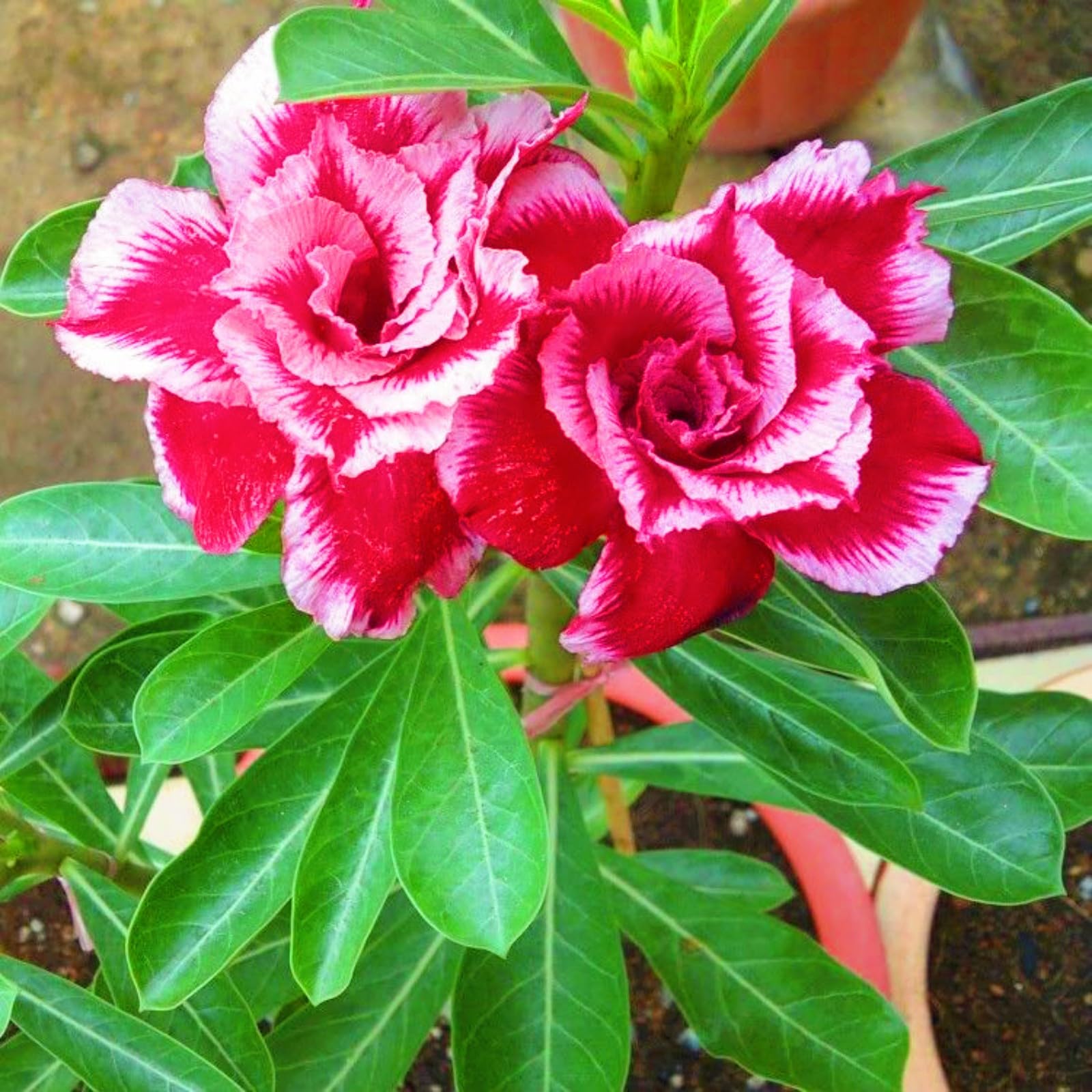 Wüstenrose Pflanze Winterhart - Adenium Obesum Knolle Für Drinnen & Draußen - Robust & Dekorativ