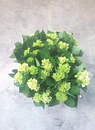 Amazon 生花 切花 アジサイ 色 本数セレクト 母の日 プロポーズ 結婚お祝い 退院お祝い 開院お祝いなど ギフト グリーン 切り花 オンライン通販