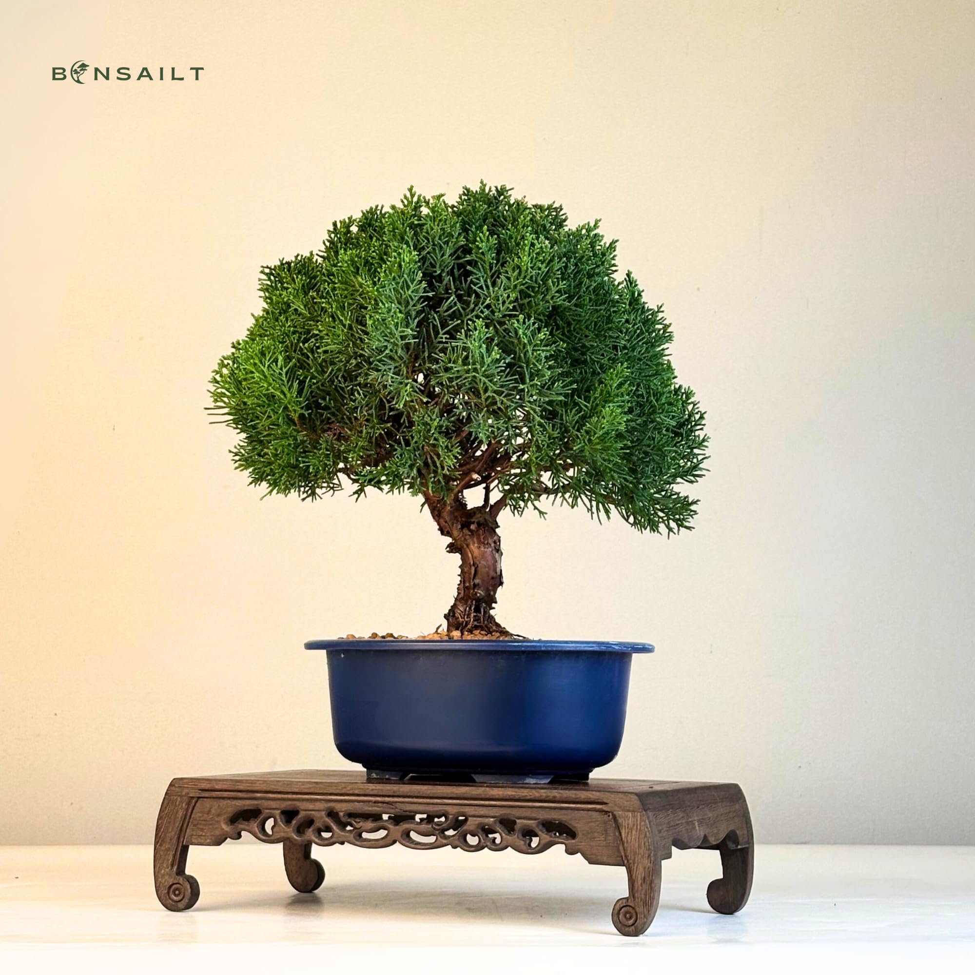 Bonsai Baum in einem Plastiktopf - Juniper Chinesis Kishu aus Japan - Chinesis Wacholder (21 cm Schale, 30-35cm Höhe)
