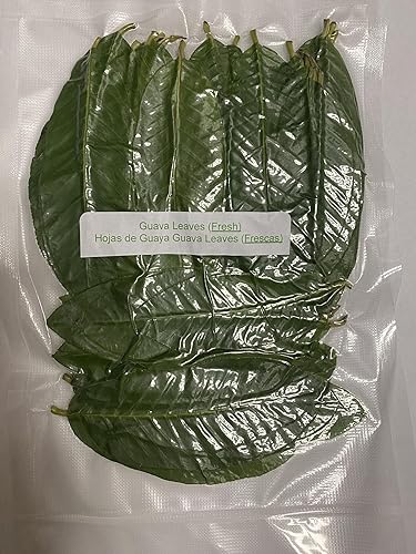 Calif., Hojas de guayaba frescas orgánicas, 100% naturales, sin OMG, hojas enteras, hojas frescas recogidas el día de su pedido, té de hierbas de
