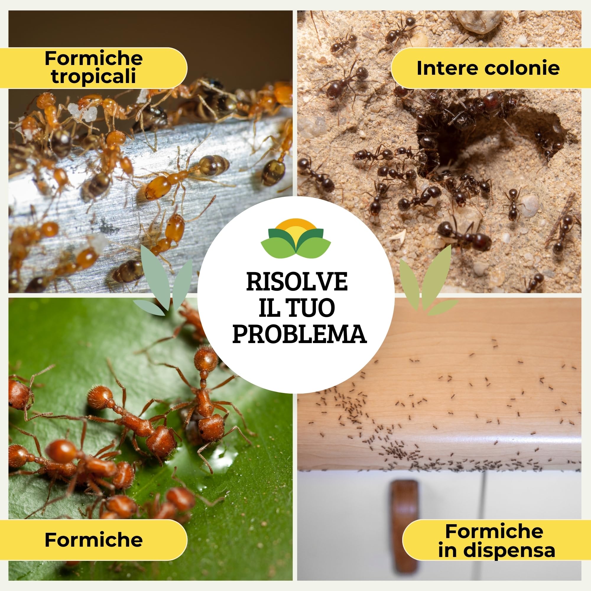Albagarden - Trappola Formiche con Gel Insetticida - Casette con Esche in Gel Insetticida - Anti Formiche - Pronto all'Uso x 24 Pz
