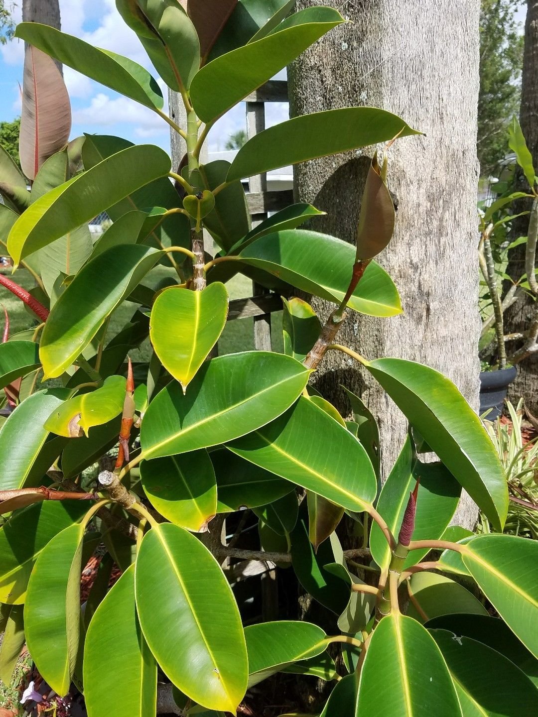 Amazon.com : Ficus Elastica 'Burgundy' Rooted Live Rubber Tree PlantRare :  Patio, Lawn & Garden
