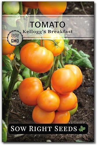 Sow Right Seeds - Semilla de tomate Kellogg's Breakfast para plantar - Paquete de reliquia sin OMG con instrucciones para plantar un jardín de