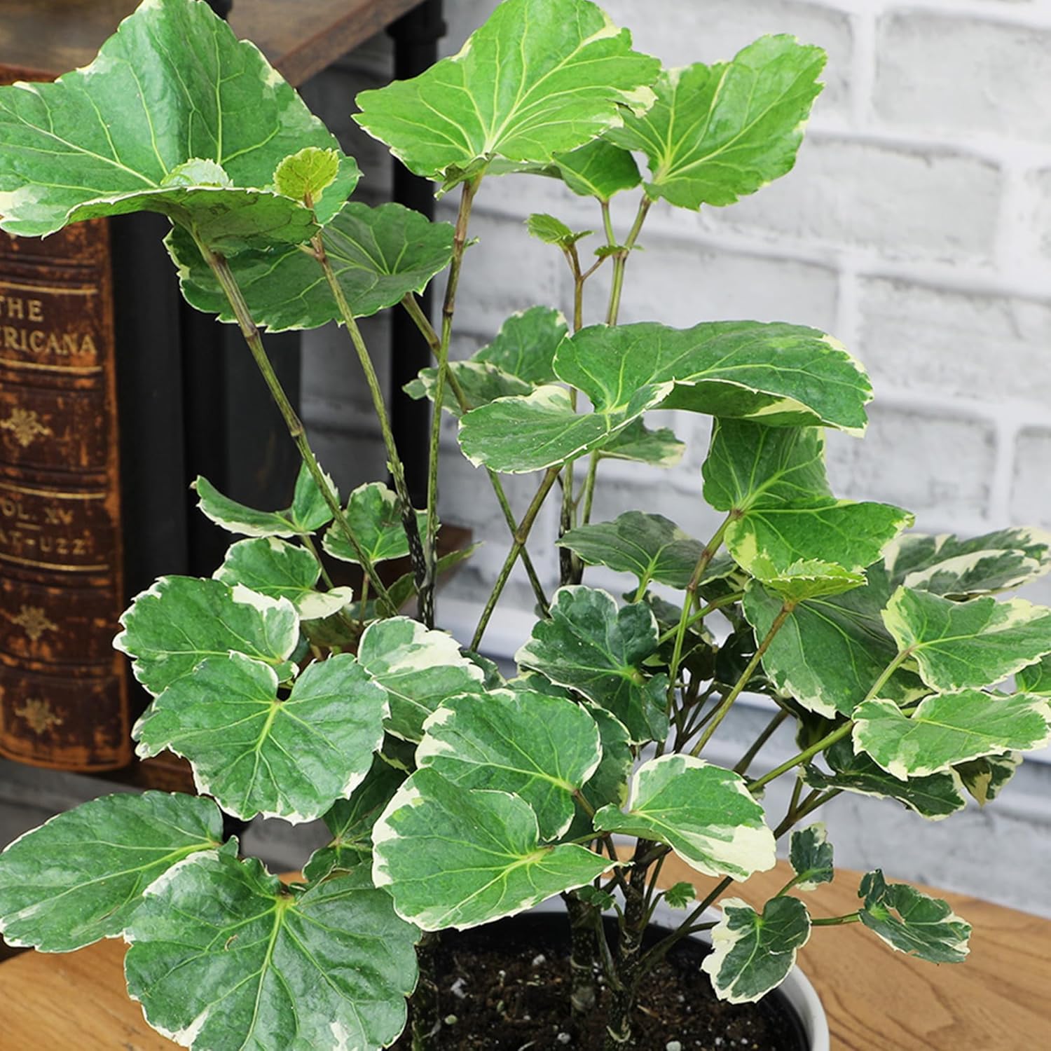 Aralia Balfouriana, Air Purifying & Easy, House Plant Decor in 6" White Pot, Variegated Live Plant Gift, Indoor Plant for Home, Real Plants & Decorative Plants by Plants for Pets