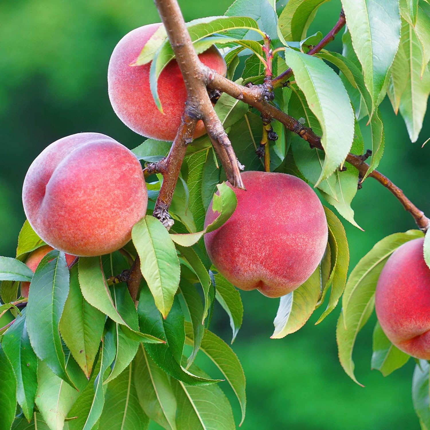 Perfect Plants Red Haven Peach Tree 4-5 feet | Live Fruit Tree for Fresh Sweet Peaches | Home Gardening
