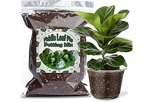 Organic Fiddle Leaf Fig Potting Mix - Nourishing Your Fiddle For Thriving Growth