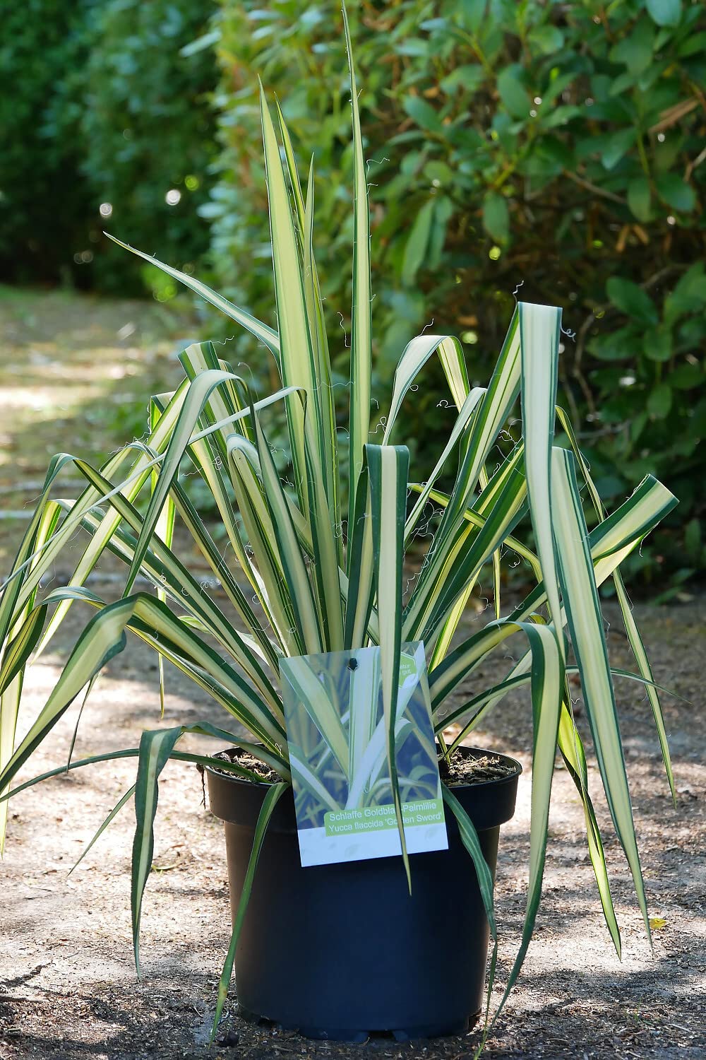 Palmlilie Yucca flaccida 'Golden Sword' im 7,5 Liter Container GartenHit24  : Amazon.de: Garten