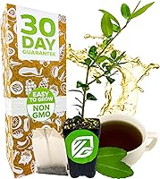 Vista 9 de Yerba Mate – Ilex paraguariensis by Wellspring Gardens – Planta de té sudamericana – Árbol del patrimonio cultural – Energizador botánico exótico