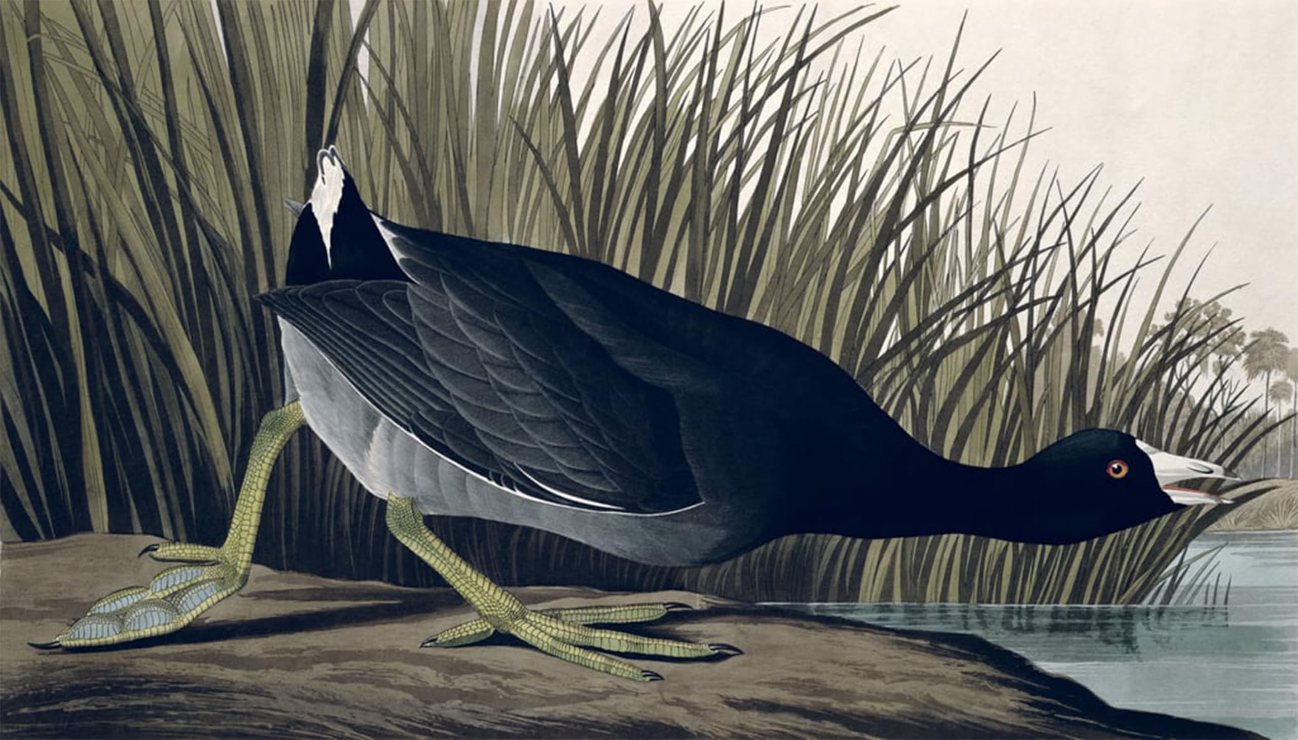 SERENDIPITP Retro Picture Poster Wall Art Pictures Painting American Coot From birds of America by John Jamess Audubon Wall Art Canvas Print for Wall Decor 60x90cm