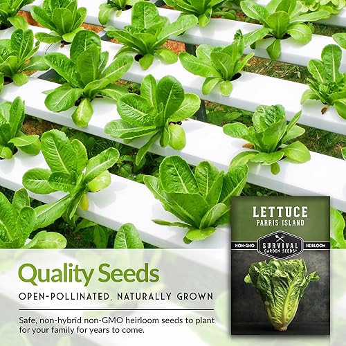 Miniatura 7 de Paquete de 3 semillas de lechuga Parris Island Cos para plantar, paquete con instrucciones para cultivar lechuga estilo romana en tu huerto casero,