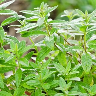 Lemon Verbena Herb - Culinary Plant in 8cm Pot | Aromatic Kitchen Garden Fresh Herbs for Cooking | Easy to Grow Your Own