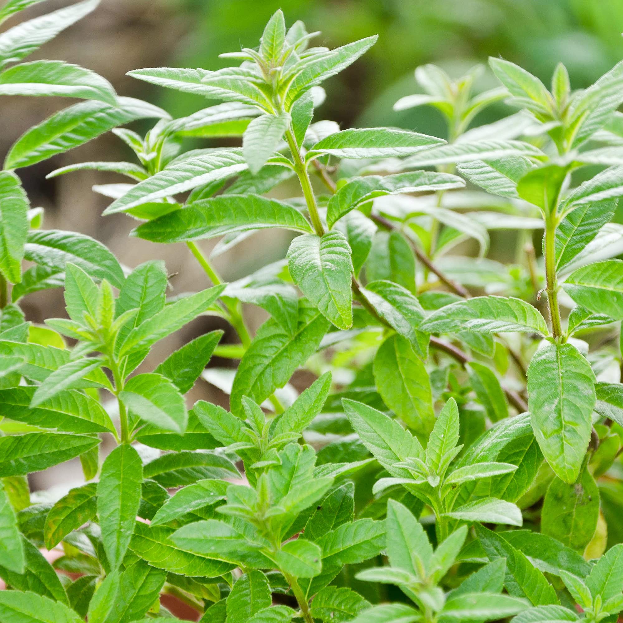Lemon Verbena Herb - Culinary Plant - Aromatic Kitchen Garden Fresh Herbs for Cooking - Easy to Grow Your Own (8cm Pot, 5-15cm)