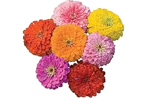 Giant Flowered Mixed Zinnia Burpee Seeds