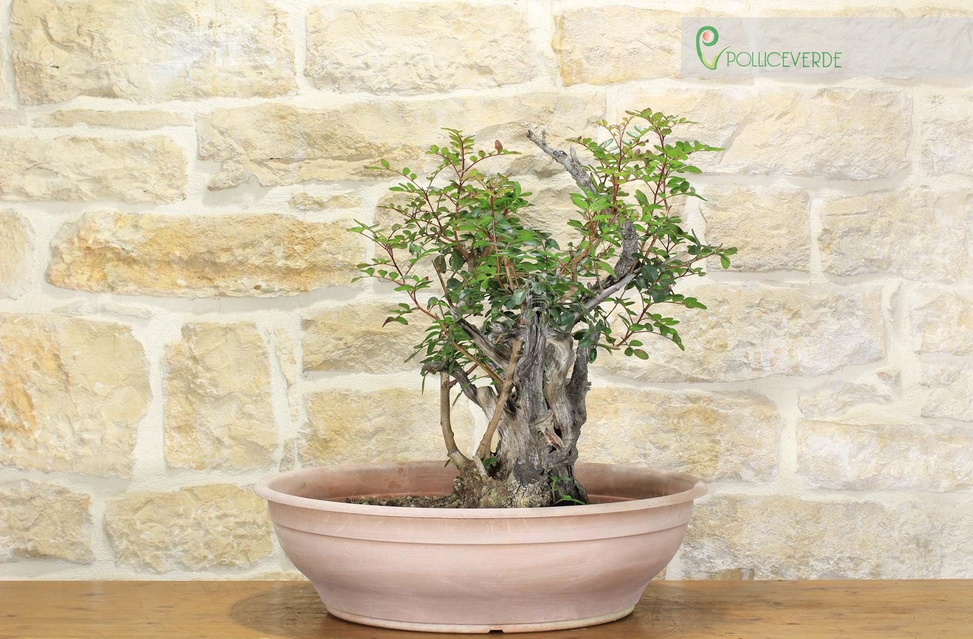 Pre bonsai yamadori di Lentisco (2)