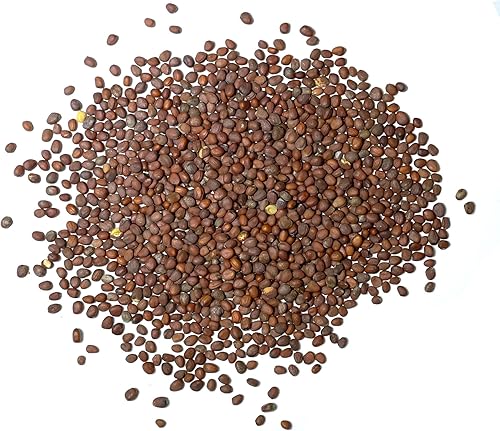 Miniatura 32 de Seed Needs Semillas de rábano para plantar rábanos sandía, reliquia sin OMG y sin tratar, cultiva un huerto cultivado en casa, cultivos para clima
