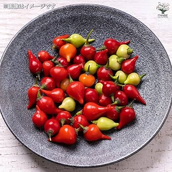 Amazon.co.jp: ITANSE とうがらしの苗 ビキーニョ 10.5cm