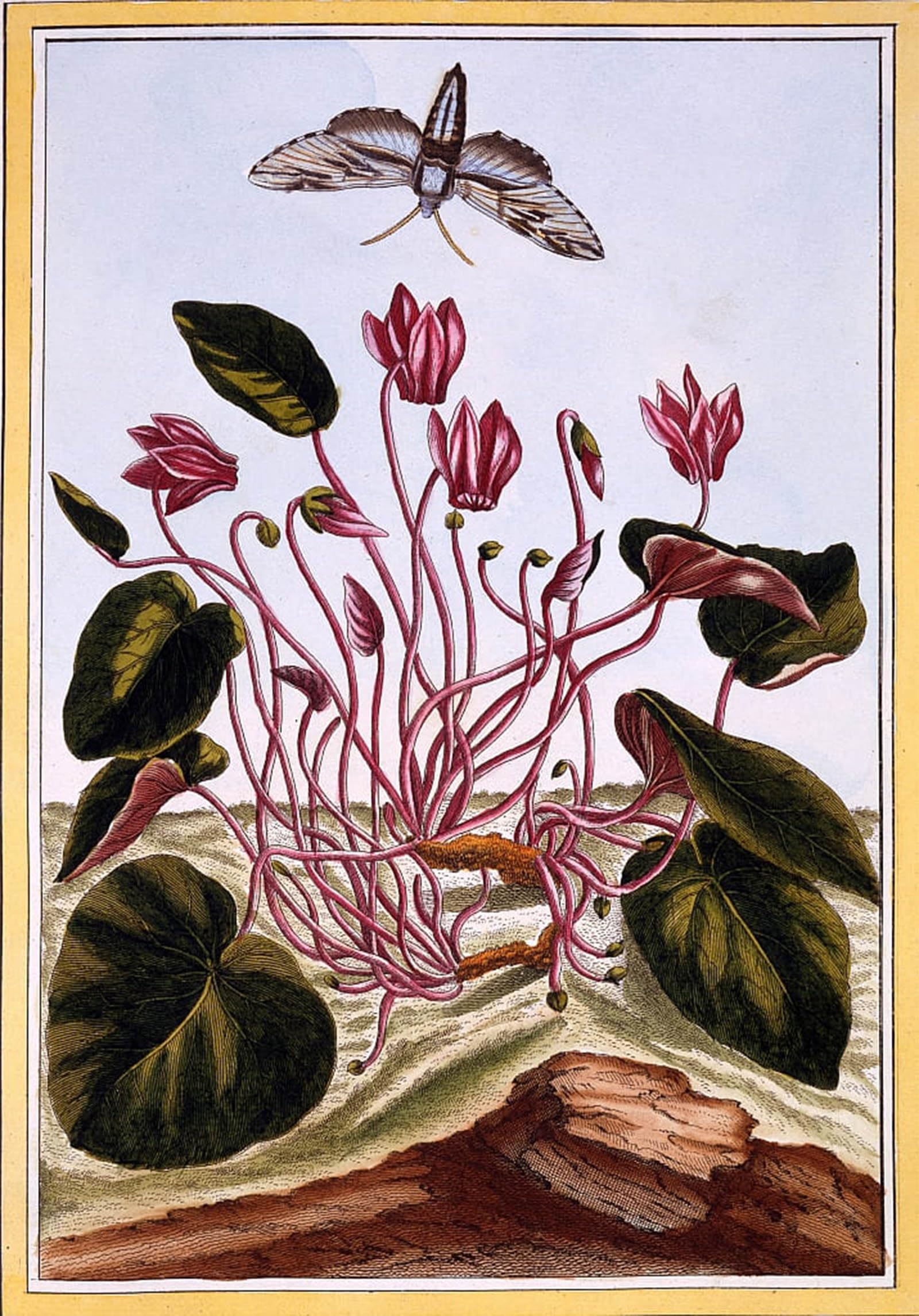 Cuadro de ciclamen de Pierre Buchoz: lienzo decorativo de 60x90cm SERENDIPITP 5