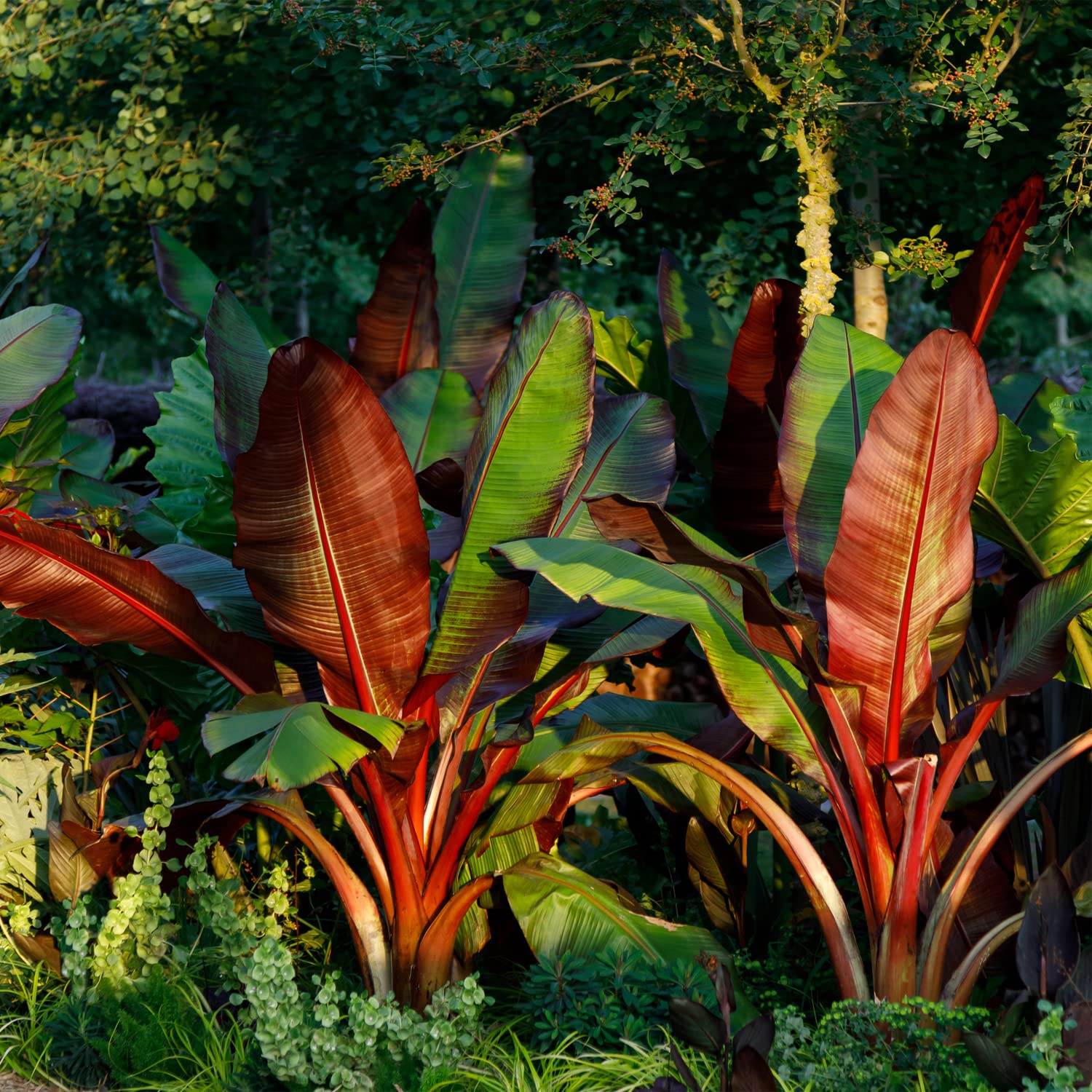 Amazon.com : Red Abyssinian Banana Live Plant - Ensete ventricosum maurelii  - Wellspring Gardens - Easy to Grow Starter Plants Great for Nature Lovers  & Gardeners - Outdoor Planting in Home, Garden,