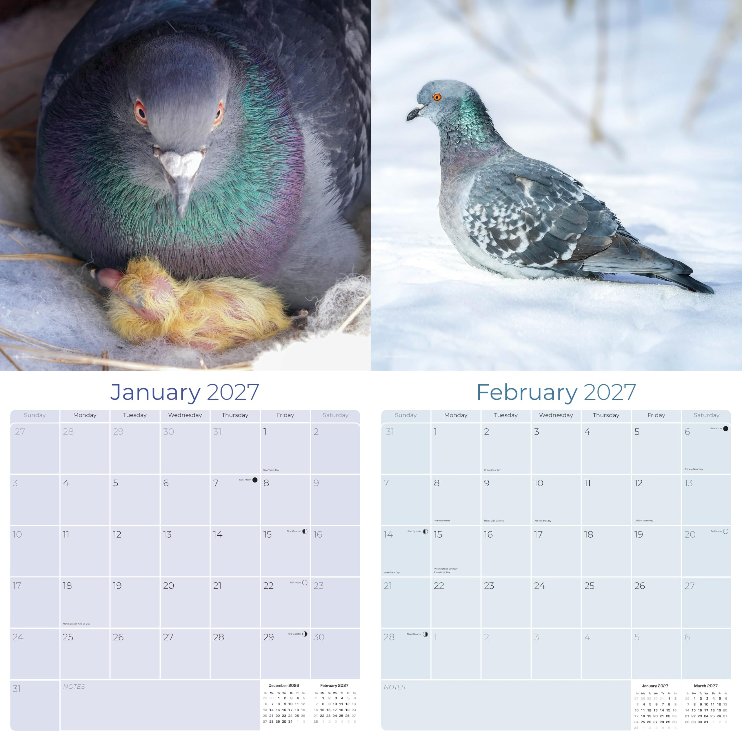 2027 Tauben – Vogelbeobachter Monats-Wandkalender, 16 Monate, 30,5 x 61 cm, dickes Papier, kein Ausbluten, großes Raster, begabbarer Tierkalender für Lehrer, Zuhause, Büro, hergestellt in den USA