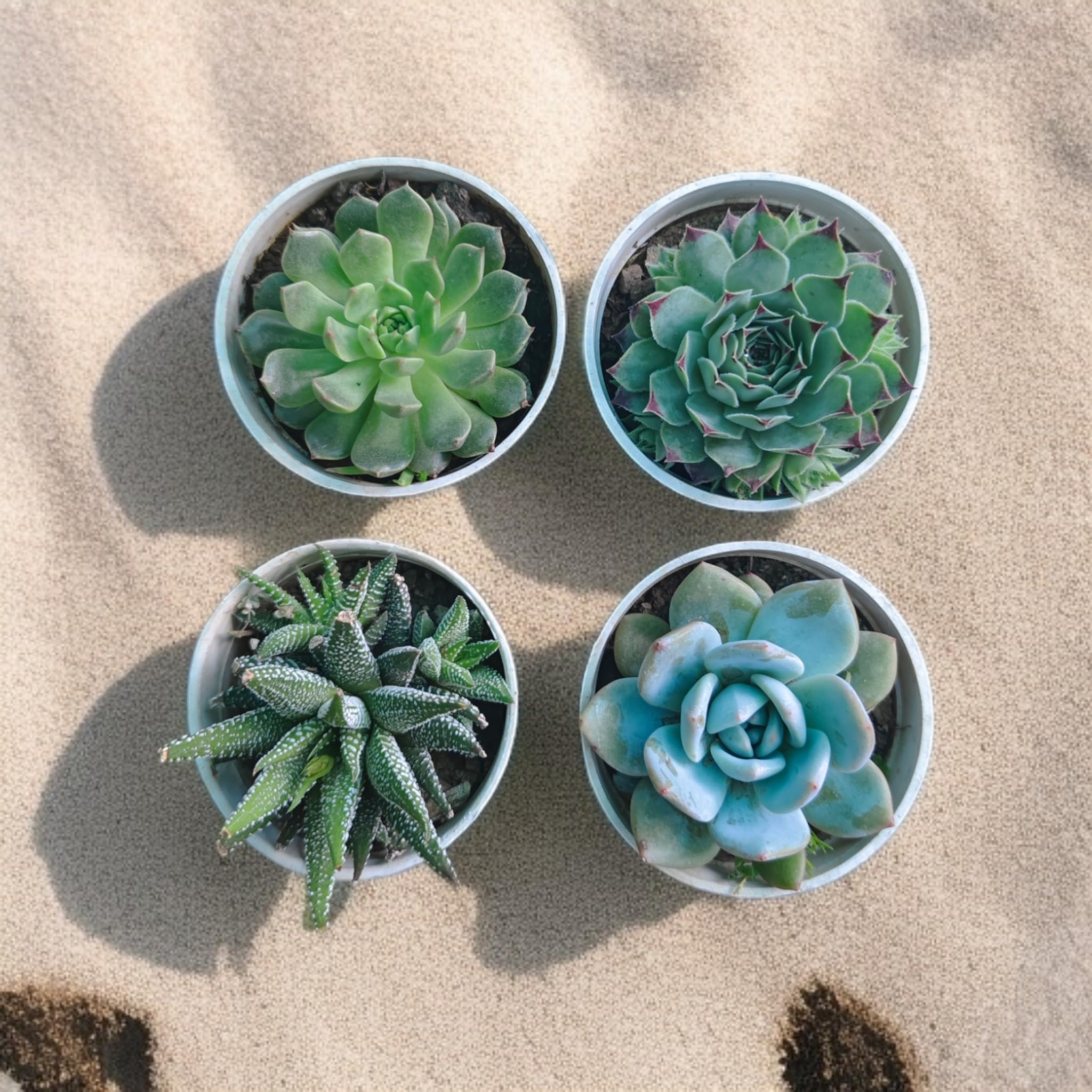ECO BLOOM Assorted succulent set of 4 (with pot) live zebra,laxmi,Echeveria,elegans succulent plants varieties, succulent plants combo, plants for gifting, good luck plants-image-34