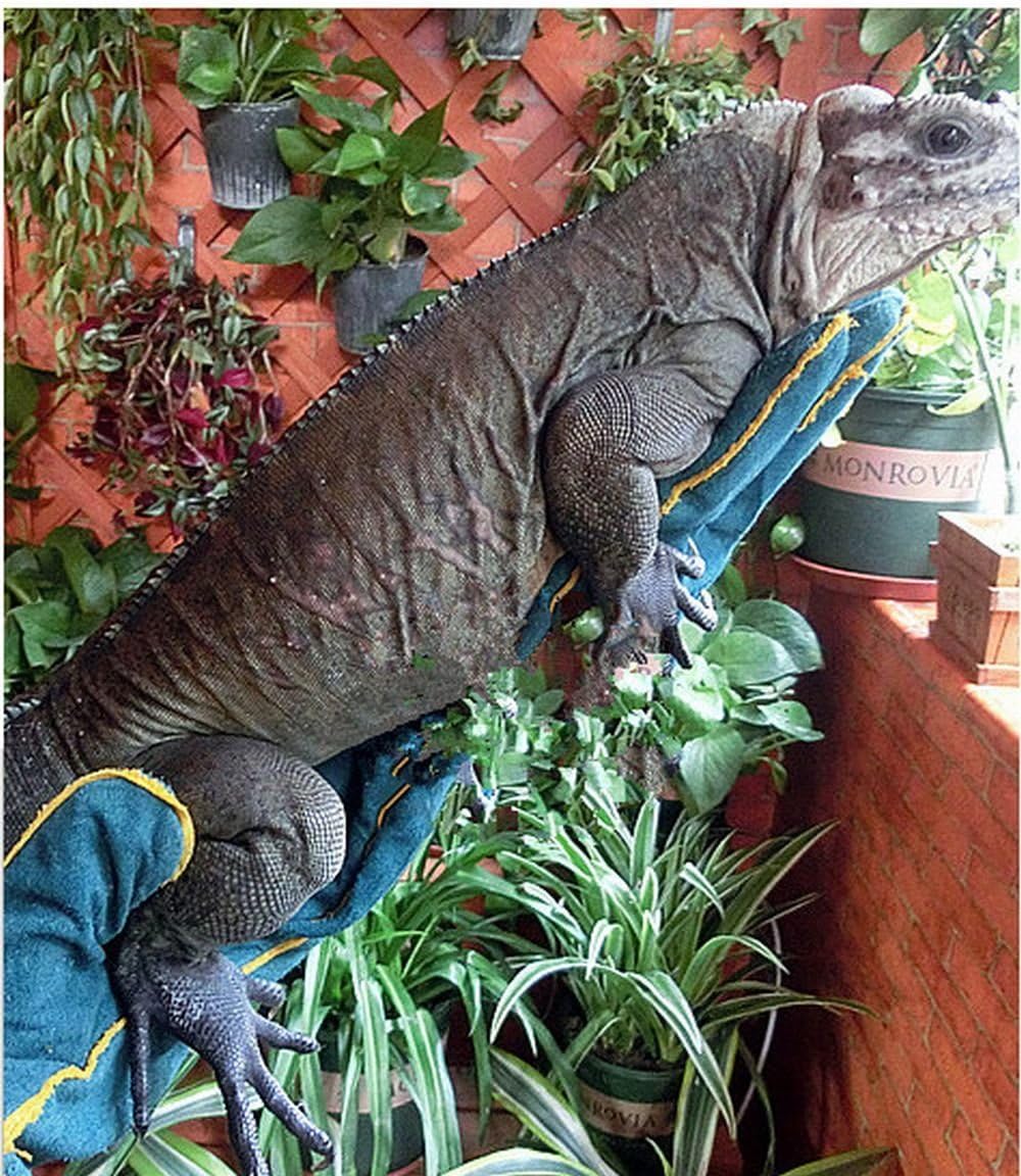 Amazon Good In Three Directions イグアナ 抱っこちゃん 大型 爬虫類 小動物 用 ハンドリング 皮 万能 セーフティー グローブ Good In Three Directions ヘルスケア 通販