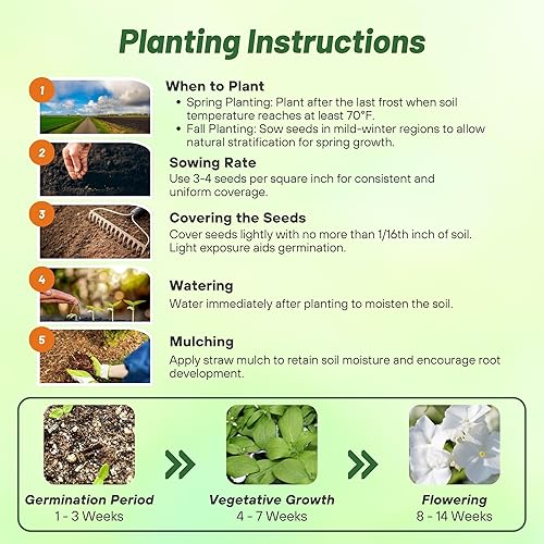 Miniatura 4 de Outsidepride White Phlox Seeds - 2000 semillas de flores anuales, compactas y autosembradas para plantar flores blancas vibrantes en jardines