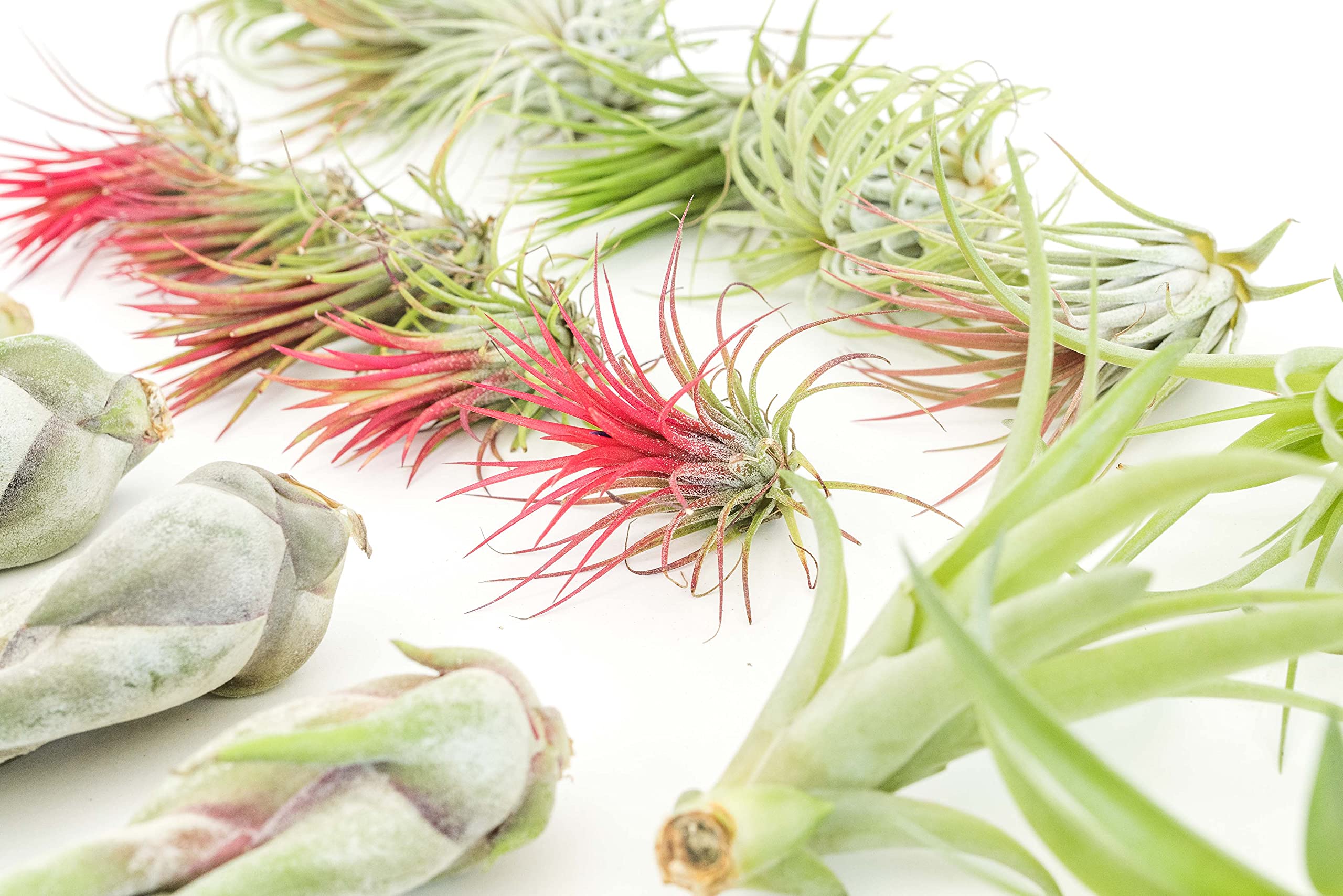 Amazon.com : 48 Air Plant Variety Pack - Live Tillandsia Succulent House  Plants - Wholesale and Bulk - Home and Garden Decor - Easy Care Indoor and  Outdoor Plants : Patio, Lawn & Garden