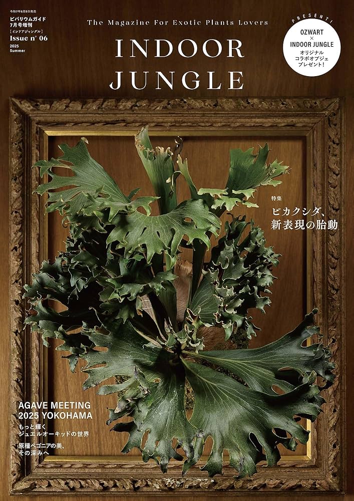 INDOOR JUNGLE （インドアジャングル）No.06 ビカクシダ、新表現の胎動