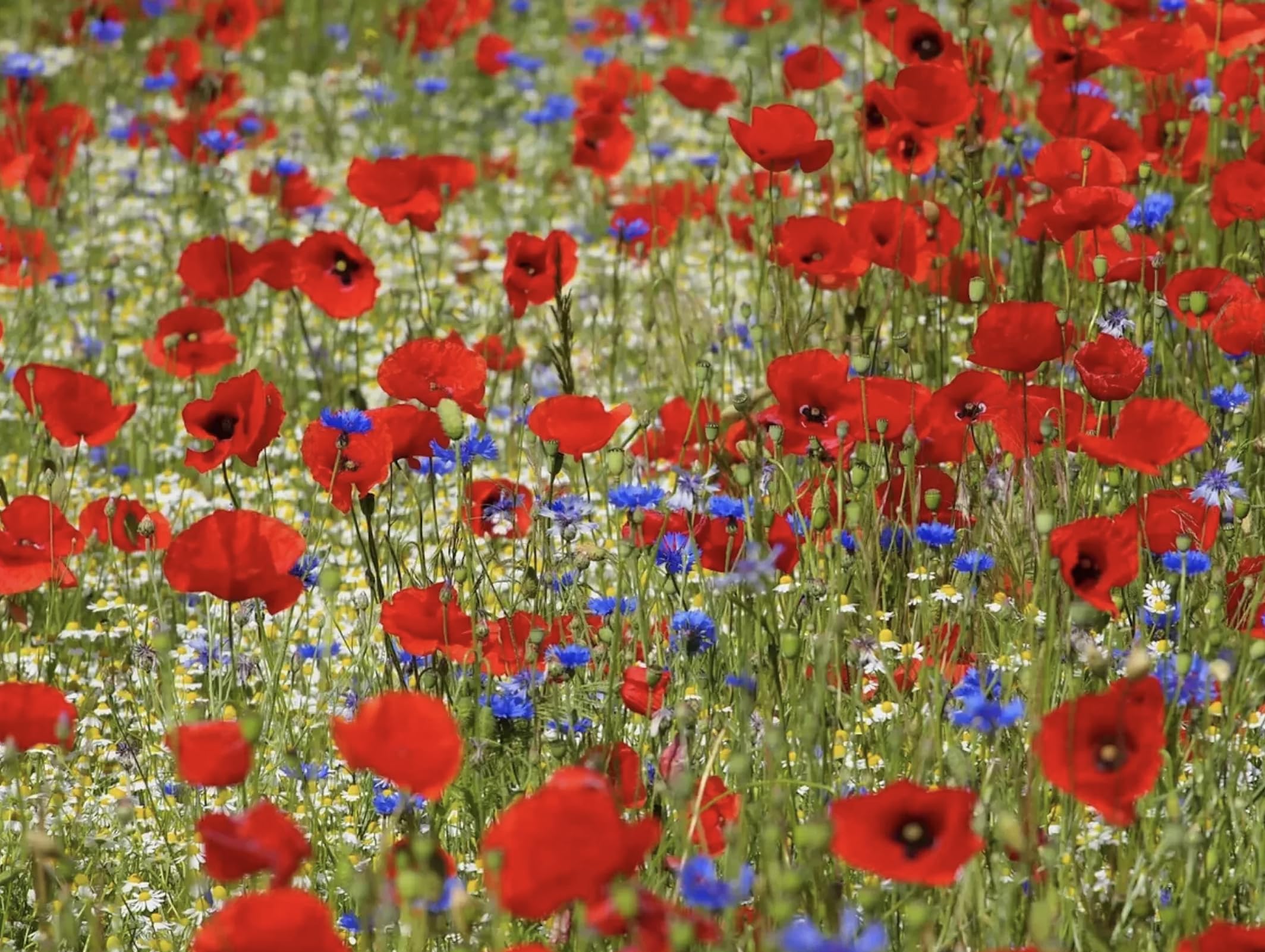 Wildflower Seeds Mix, Cornflower, Red Poppy, Ox-Eye Daisy, Pack of 3 Varieties (250g)