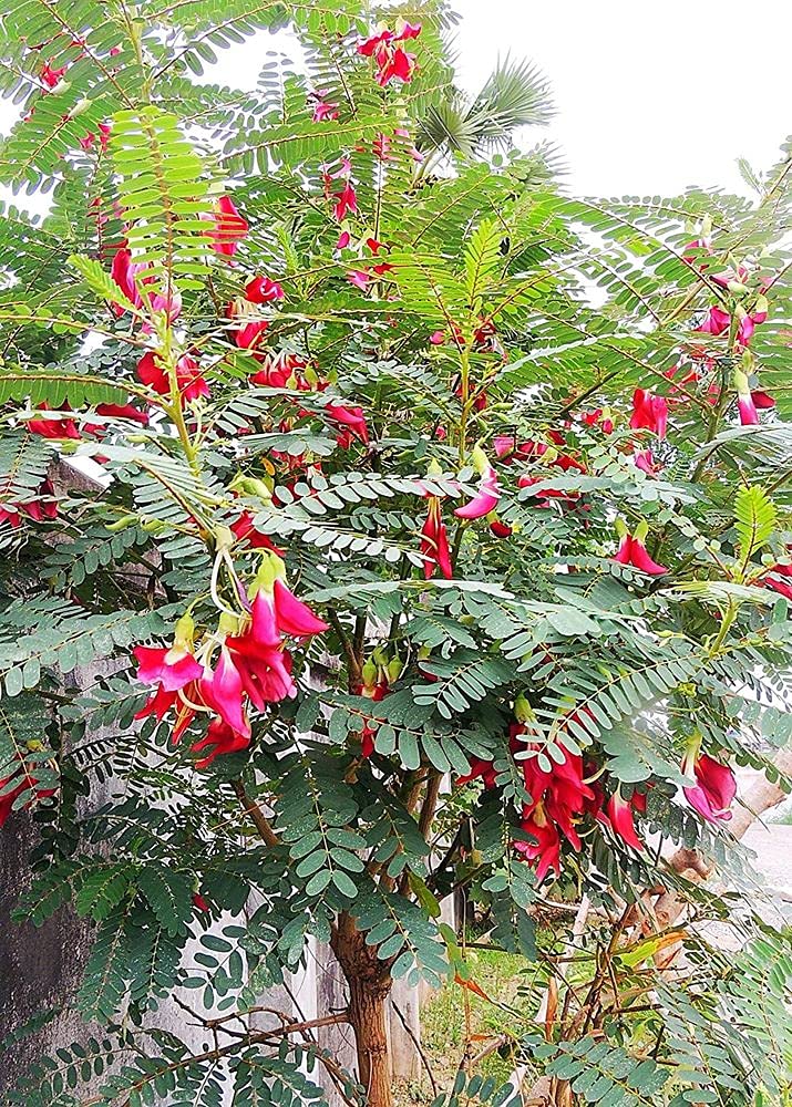 See full amazon price history chart for PLANTOGALLERY Flower Plants | Sesbania grandiflora/Agati Hummingbird Tree Medicine Plants Seeds For Gardening (Pack of 20 Seeds) PLANTOGALLERY Flower Plants | Sesbania grandiflora/Agati Hummingbird Tree Medicine Plants Seeds For Gardening (Pack of 20 Seeds) (B09B2LJTBS) Amazon Price History, Amazon Price Tracker