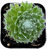 Vista 1 de Colecciones de cactus suculentas de 2 pulgadas (gallinas y pollitos Serpervivum)