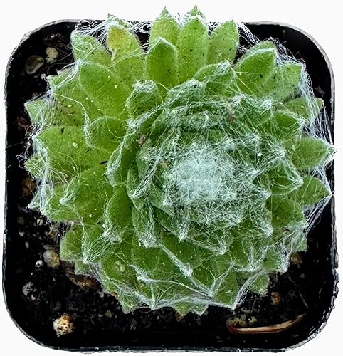 The Waterspout Colecciones de cactus suculentas de 2 pulgadas (gallinas y pollitos Serpervivum)