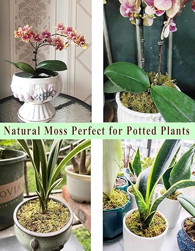 Miniatura 4 de Musgo de bosque para hámster de jerbos sirios de 5 litros, musgo natural perfecto para plantas en maceta, terrarios, tanques de reptiles y proyectos