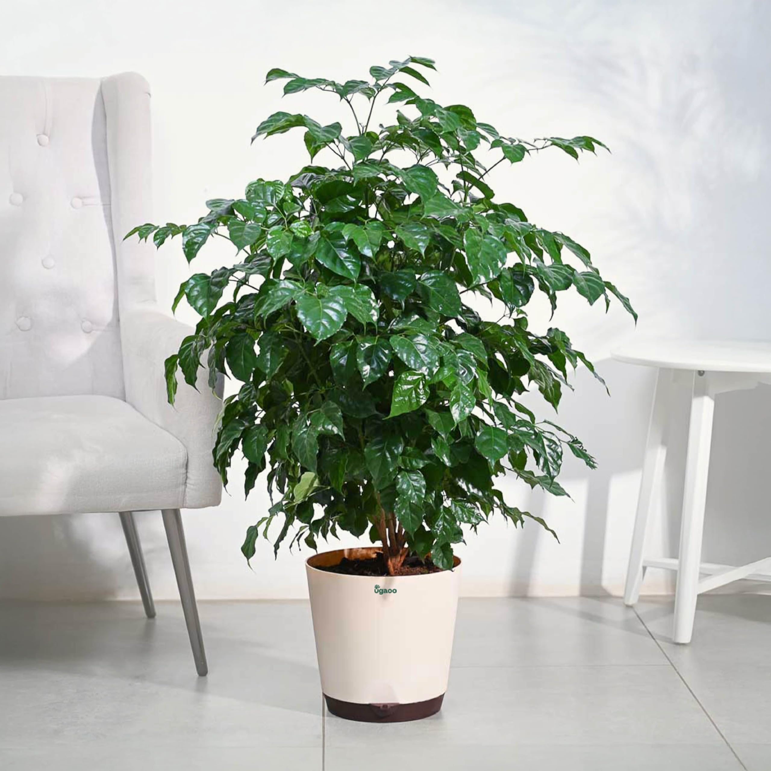Ugaoo The China Doll Natural Live Indoor Plant with Pot - Extra Large